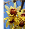 CHIMONANTHUS praecox