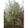 PRUNUS padus LE THOUREIL