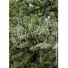 PRUNUS padus LE THOUREIL