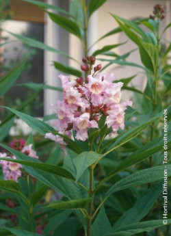 CHITALPA Tashkentensis PINK DAWN