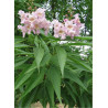CHITALPA Tashkentensis PINK DAWN