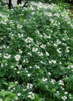 CHOISYA ternata