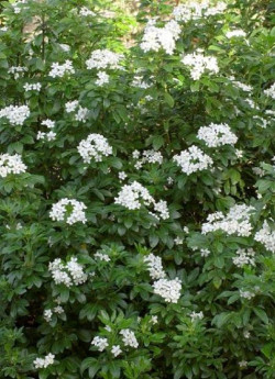 CHOISYA ternata