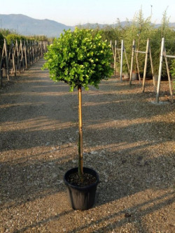BUXUS microphylla FAULKNER
