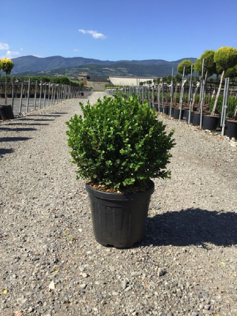 BUXUS microphylla FAULKNER