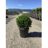BUXUS microphylla FAULKNER