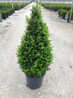 BUXUS microphylla FAULKNER