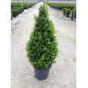 BUXUS microphylla FAULKNER