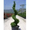 BUXUS microphylla FAULKNER