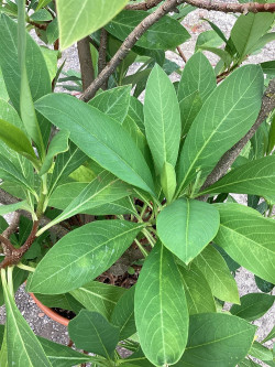 EDGEWORTHIA chrysantha GRANDIFLORA