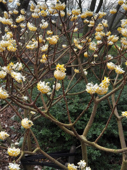 EDGEWORTHIA chrysantha GRANDIFLORA