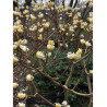 EDGEWORTHIA chrysantha GRANDIFLORA