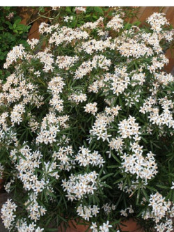 CHOISYA WHITE DAZZLER