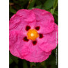 CISTUS purpureus