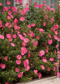 CISTUS purpureus