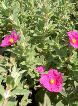CISTUS crispus