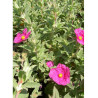 CISTUS crispus