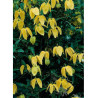 CLEMATIS tibetana tangutica