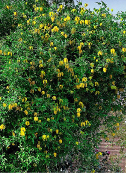 CLEMATIS tibetana tangutica