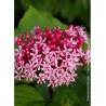 CLERODENDRUM bungei