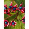 CLERODENDRUM trichotomum