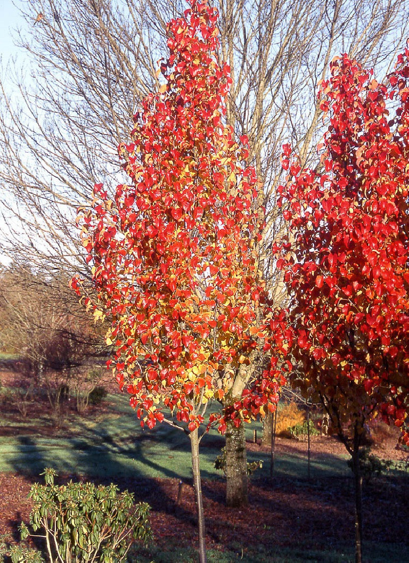 PYRUS calleryana CAPITAL
