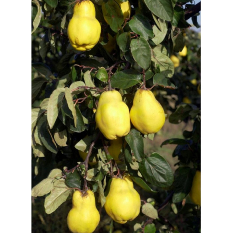 COGNASSIER GÉANT DE VRANJA