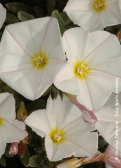 CONVOLVULUS cneorum