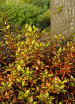 COPROSMA EVENING GLOW