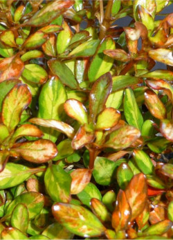 COPROSMA EVENING GLOW