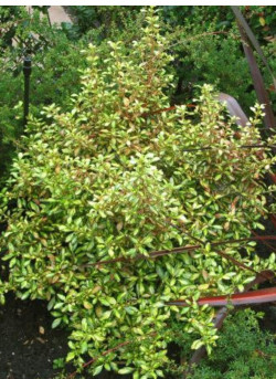 COPROSMA EVENING GLOW