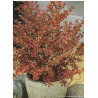 COPROSMA FIRE BURST