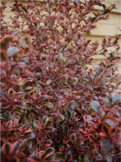 COPROSMA FIRE BURST