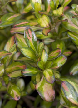 COPROSMA LEMON AND LIME