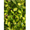 COPROSMA LEMON AND LIME