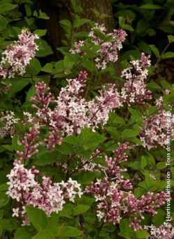 SYRINGA microphylla SUPERBA