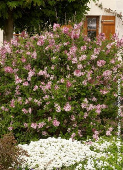 SYRINGA microphylla SUPERBA