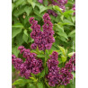 SYRINGA CHARLES JOLY