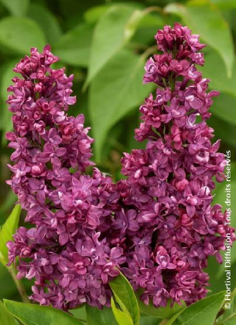 SYRINGA CHARLES JOLY