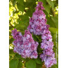 SYRINGA KATHERINE HAVEMEYER