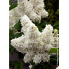 SYRINGA MADAME LEMOINE