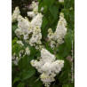 SYRINGA MADAME LEMOINE