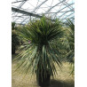 CORDYLINE australis