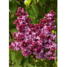 SYRINGA PRINCE WOLKONSKY