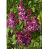 SYRINGA PRINCE WOLKONSKY