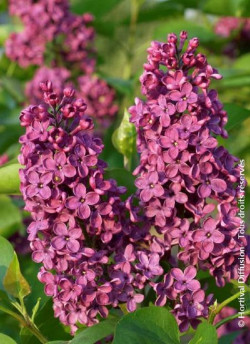 SYRINGA SOUVENIR DE LOUIS SPAETH