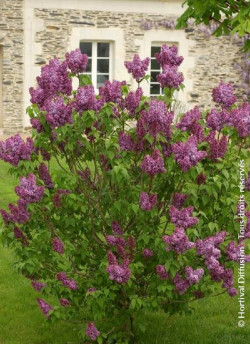 SYRINGA SOUVENIR DE LOUIS SPAETH