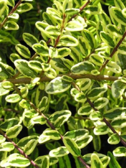 LONICERA nitida LEMON BEAUTY