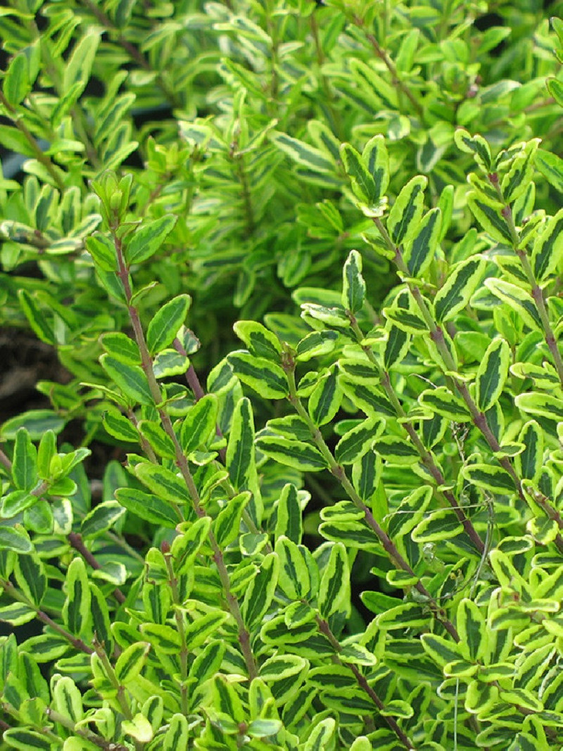 LONICERA nitida LEMON BEAUTY