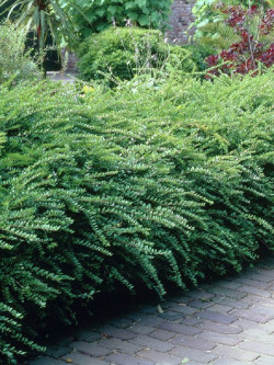 LONICERA nitida MAIGRUN